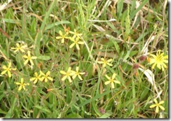 京都・井手町の自然、タビラコ？