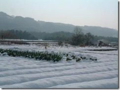 井手町の畑への積雪。ネギと白菜が埋まってます