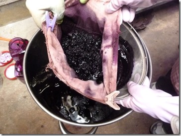 ウメノキゴケで草木染めすると紫色！