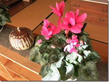 シクラメンのピンク色 シクラメンのピンク色