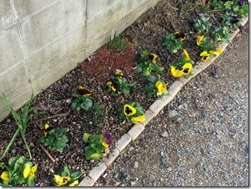 工房の庭に植えたパンジー 工房の庭に植えたパンジー