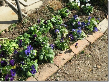 工房の庭に植えたパンジー 工房の庭に植えたパンジー