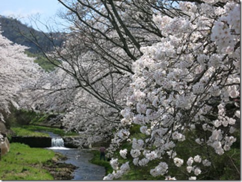 玉川堤の桜は満開です(JR玉水駅すぐ 京都・井手町 2014年4月3日撮影) 玉川堤の桜は満開です(JR玉水駅すぐ 京都・井手町 2014年4月3日撮影)