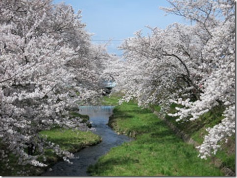 玉川堤の桜は満開です（JR玉水駅すぐ 京都・井手町 2014年4月3日撮影）