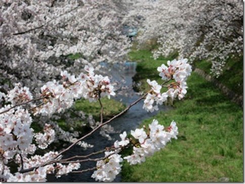玉川堤の桜は満開です(JR玉水駅すぐ 京都・井手町 2014年4月3日撮影) 玉川堤の桜は満開です(JR玉水駅すぐ 京都・井手町 2014年4月3日撮影)