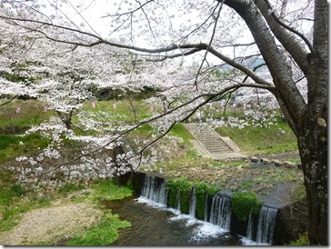 京都・井手町玉川堤の桜(ソメイヨシノ) 京都・井手町玉川堤の桜(ソメイヨシノ)