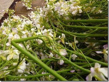 大根の葉と花を草木染に