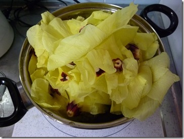 草木染にも使う、花オクラ、茹でて食べます