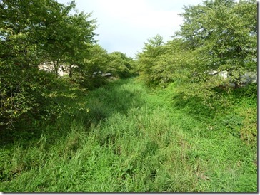 京都・井手町玉川、秋は葦で覆い尽くされています