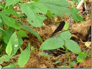 黒トンボ＠京都・井手町玉川