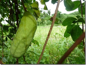 あけび＠京都・井手町