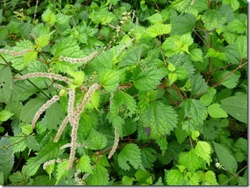 草木染の染料にもなるマルバアカソ