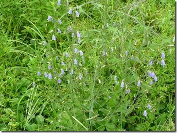 つりがねにんじん＠京都・井手町