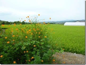 草木染の染料にもなる「黄花コスモス」