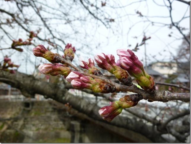 京都・井手玉川堤の桜はつぼみ（2013年3月26日撮影）