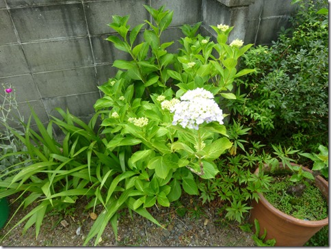 あじさい＠野の花工房（京都・井手町）