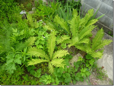 クサソテツ（こごみ）＠野の花工房（京都・井手町）