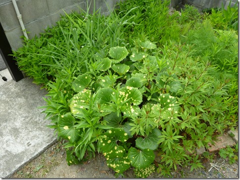 つわぶき＠野の花工房（京都・井手町）