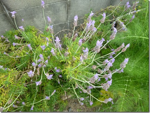 ラベンダー＠野の花工房（京都・井手町）