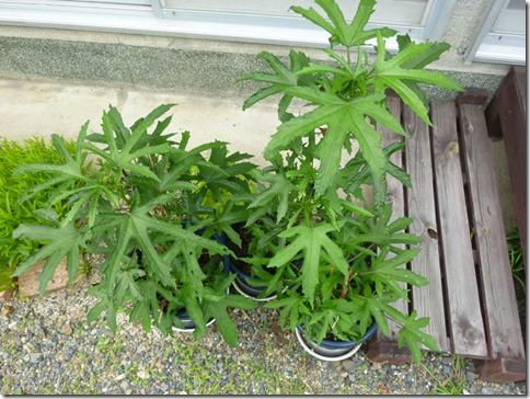 花オクラ（トロロアオイ）＠野の花工房（京都・井手町）