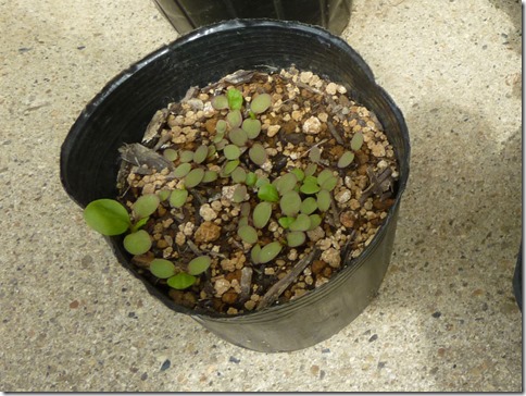 藍丸葉は成長待ち