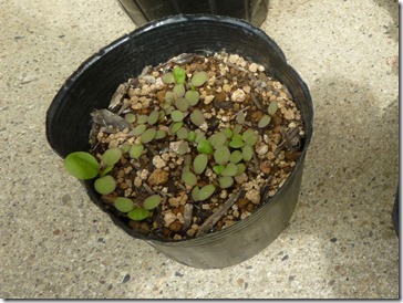 藍（丸葉）の芽