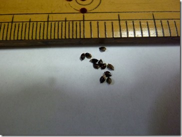 草木染用の藍の種（東に多い丸葉の種）