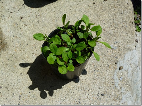 藍長葉を植替え