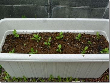 藍長葉を植替え、プランターへ