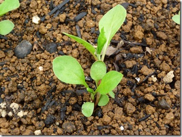 藍長葉を植替え、プランターへ