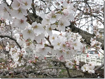 玉川堤の桜（京都・井手町）はいま5分咲き（2014年3月31日撮影）