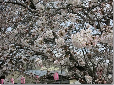 玉川堤の桜（京都・井手町）はいま5分咲き（2014年3月31日撮影）