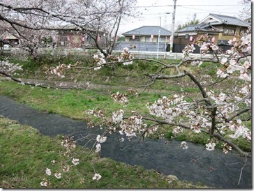玉川堤の桜（京都・井手町）はいま5分咲き（2014年3月31日撮影）