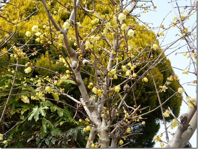 蝋梅の木