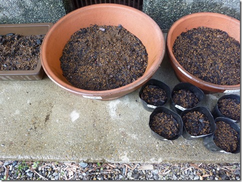 草木染用の藍の種、種まき