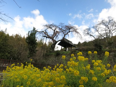 地蔵禅院のしだれ桜と菜の花畑