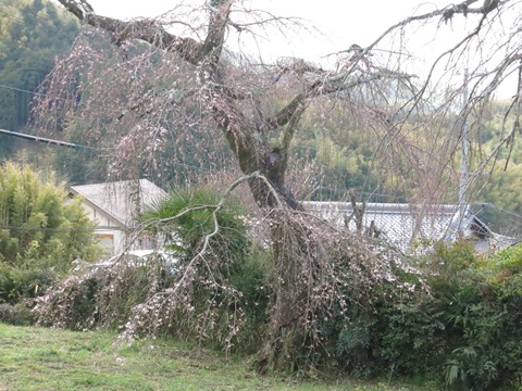 地蔵禅院のしだれ桜（子桜）
