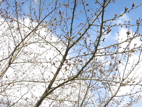 開花間近の玉川堤の桜（ソメイヨシノ）