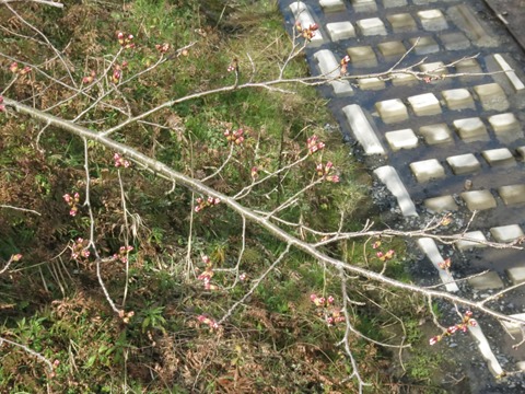 開花間近の玉川堤の桜（ソメイヨシノ）