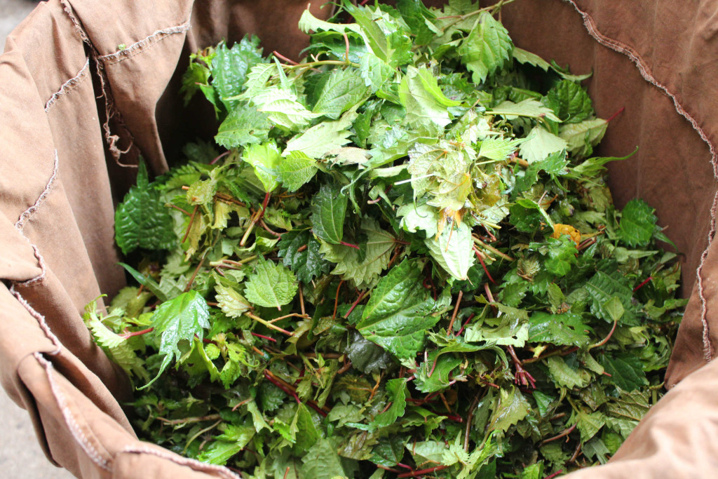 刻んだマルバアカソ