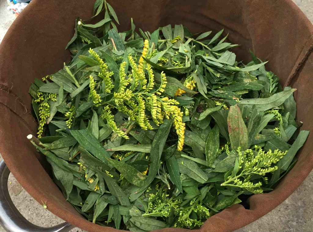 セイタカアワダチソウ