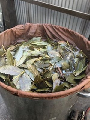 草木染用に月桂樹の枝葉を刻んで煮出します