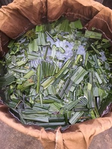 草木染に使うシュロを煮出す