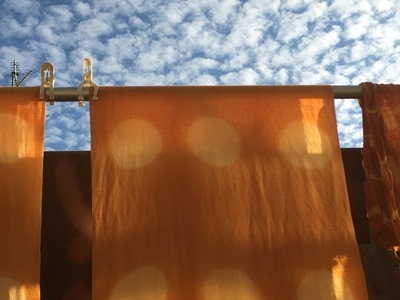 青空の下で黄花コスモスで草木染め