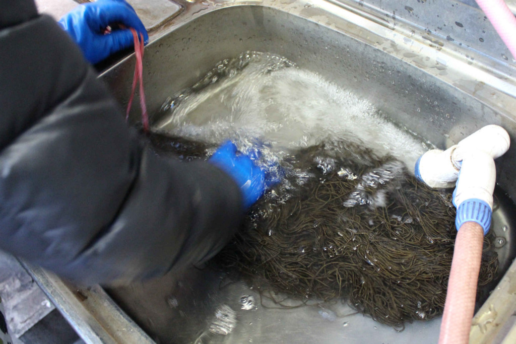 栗で草木染した麻糸