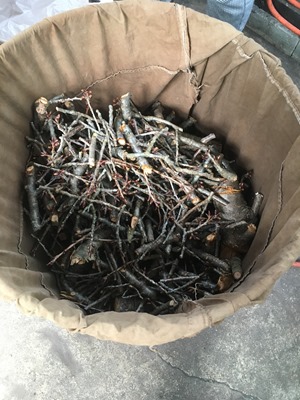 八重桜で草木染。枝の部分を煮出します