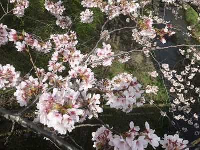 2016年4月5日午前撮影の玉川堤の桜（京都・井手町）