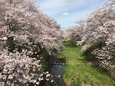 2016年4月5日午前撮影の玉川堤の桜（京都・井手町）
