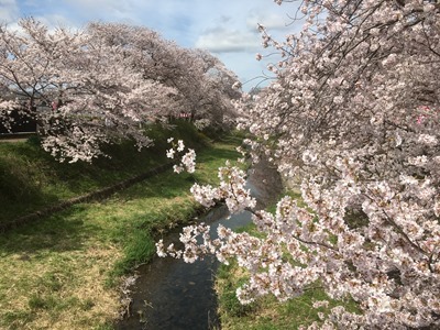 2016年4月5日午前撮影の玉川堤の桜（京都・井手町）
