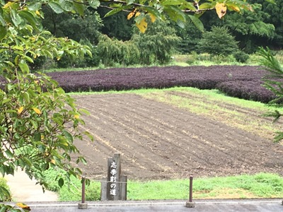 草木染の染料にもなる赤紫蘇（しそ）。色は緑色、抹茶色。